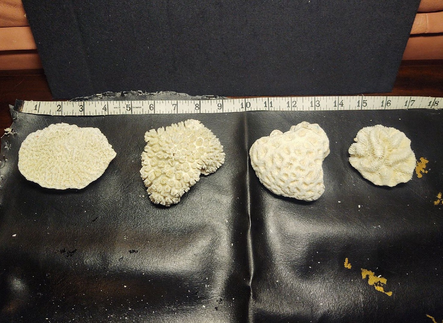 Coral Skeleton bundle