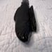 Cast Iron Koi Fish, Art Deco