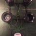 4-Plant 25-Gal Deluxe RDWC Hydroponic System W/ 5-Gallon Main Control Reservoir