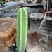 Cereus Peruvianus Night Blooming Apple Cactus 30 Tall 15.5 Circ.