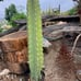 Cereus Peruvianus Night Blooming Apple Cactus 30 Tall 15.5 Circ.