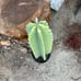Cereus Peruvianus Night Blooming Apple Cactus 30 Tall 15.5 Circ.