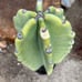 Cereus Peruvianus Night Blooming Apple Cactus 30 Tall 15.5 Circ.