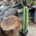 Cereus Peruvianus Night Blooming Apple Cactus 30 Tall 15.5 Circ.
