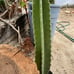 Cereus Peruvianus Night Blooming Apple Cactus 30 Tall 15.5 Circ.