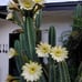 Cereus Peruvianus Night Blooming Apple Cactus 30 Tall 15.5 Circ.