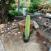 Cereus Peruvianus Night Blooming Apple Cactus 30 Tall 15.5 Circ.