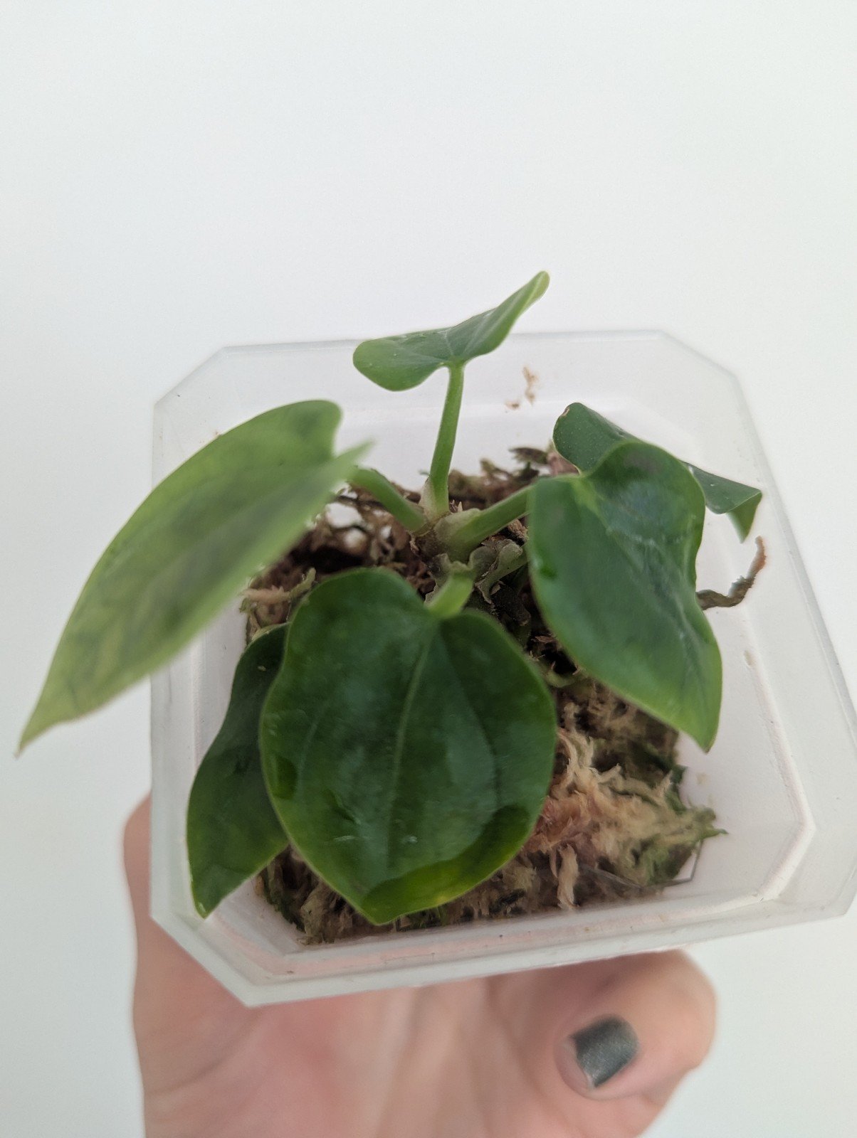 Anthurium Napo x Forgetii (wide sinus)