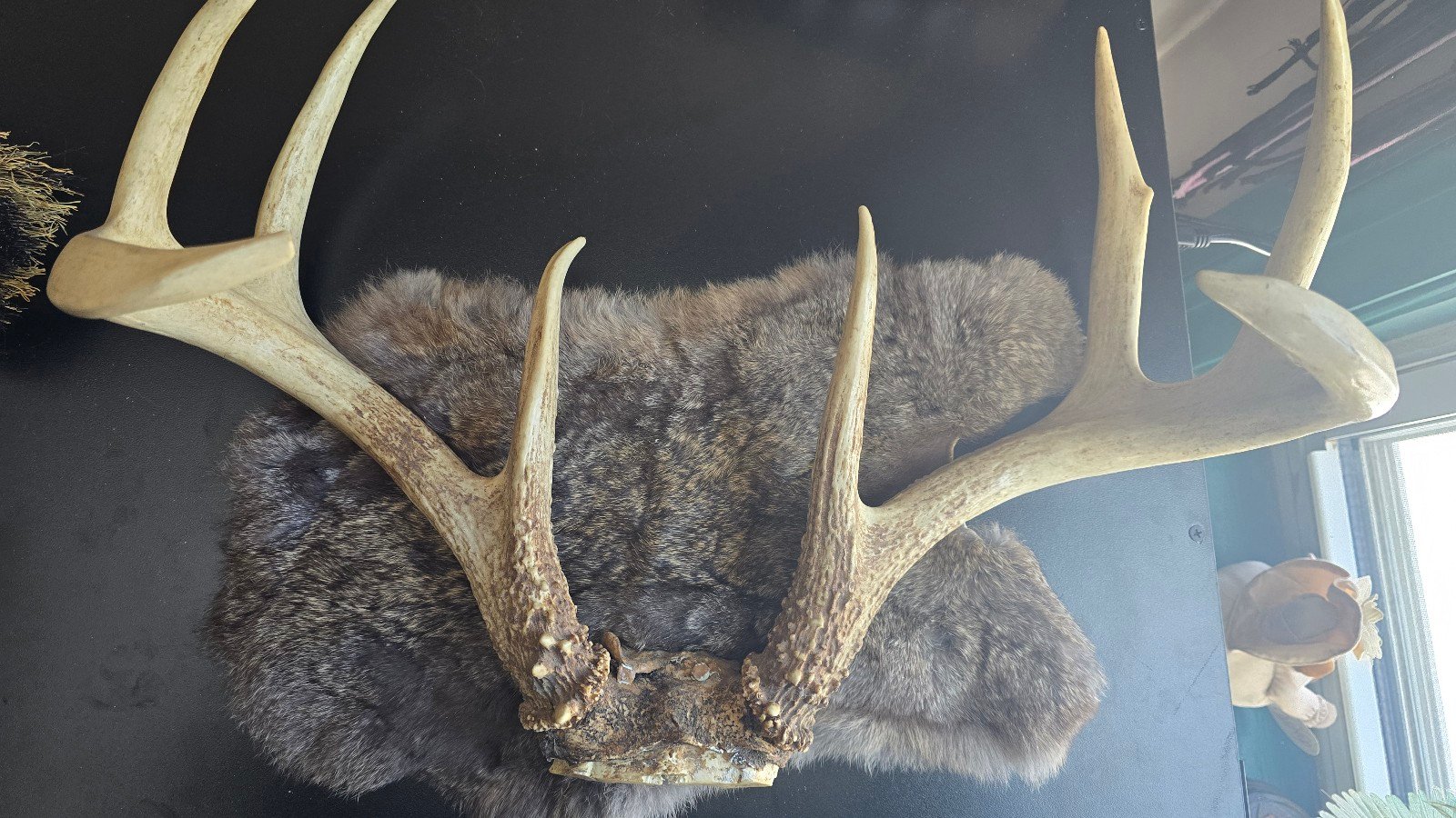 xl 8 point antler set