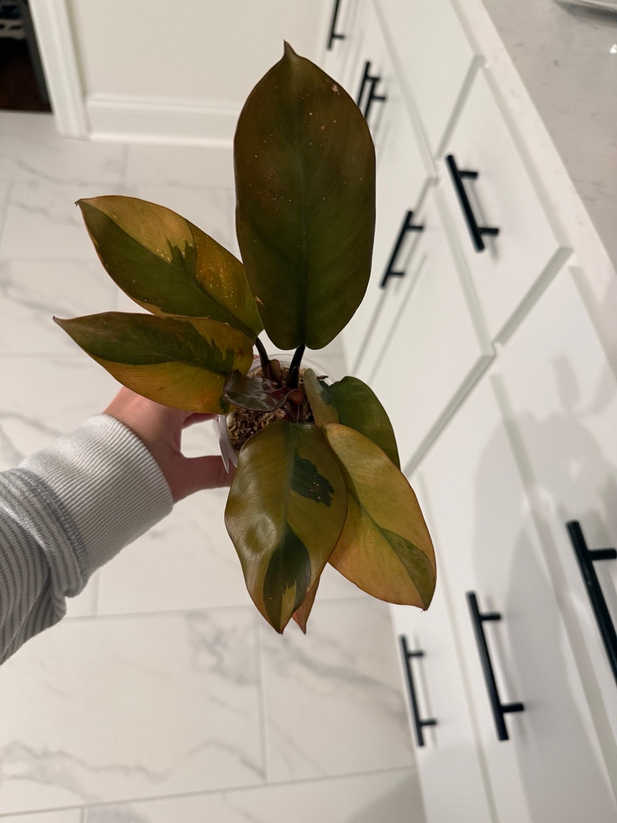 Philodendron Varigated Black Cardinal