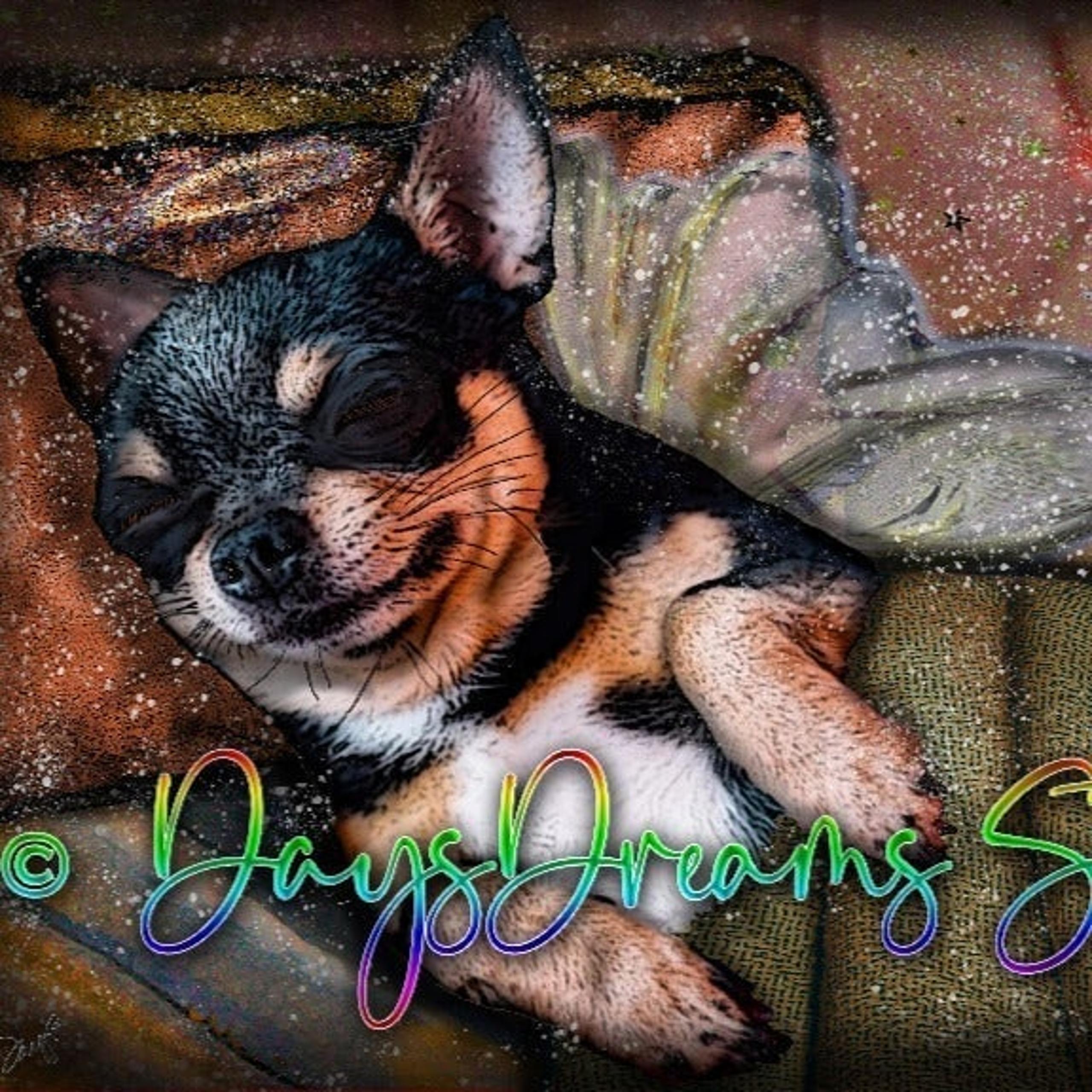 Tiny Chihuahua Angel with Wings Halo Rainbow Bridge Memorial Sympathy Print