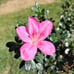 Satsuki Azalea Bonsai Tree