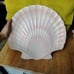 4 piece Shell kitchen set