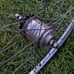 Vintage 3 Speed Bicycle Rear Rim Sears Roebuck And Co Chrome Rear Rim Only