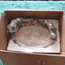 Last Supper bowl