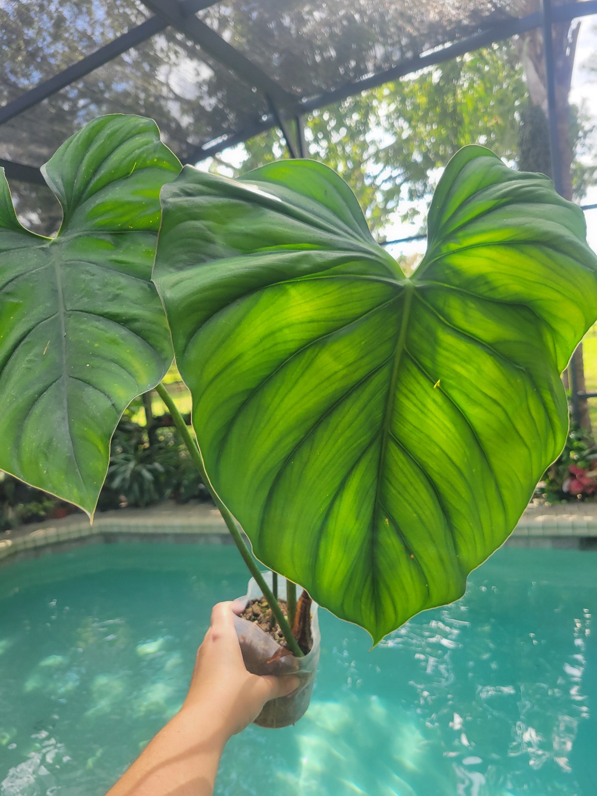 Philodendron Columbia