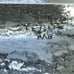 1900 Morgan Silver Dollar Sterling Money Clip - Signed