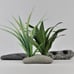 4 Live Plant Anchors | Handmade Plant Weights | Natural Rock Aquarium Decor