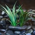 4 Live Plant Anchors | Handmade Plant Weights | Natural Rock Aquarium Decor
