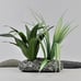 4 Live Plant Anchors | Handmade Plant Weights | Natural Rock Aquarium Decor