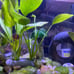 4 Live Plant Anchors | Handmade Plant Weights | Natural Rock Aquarium Decor
