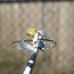 .25ctw NATURAL BLUE & YELLOW DIAMOND RING! CERTIFICATE AUTHENTICITY LEAF FLOWER