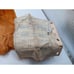 CASE INTERNATIONAL HARVESTER PART# ST-299 NOS OEM BALL BEARING Water Pump ST299