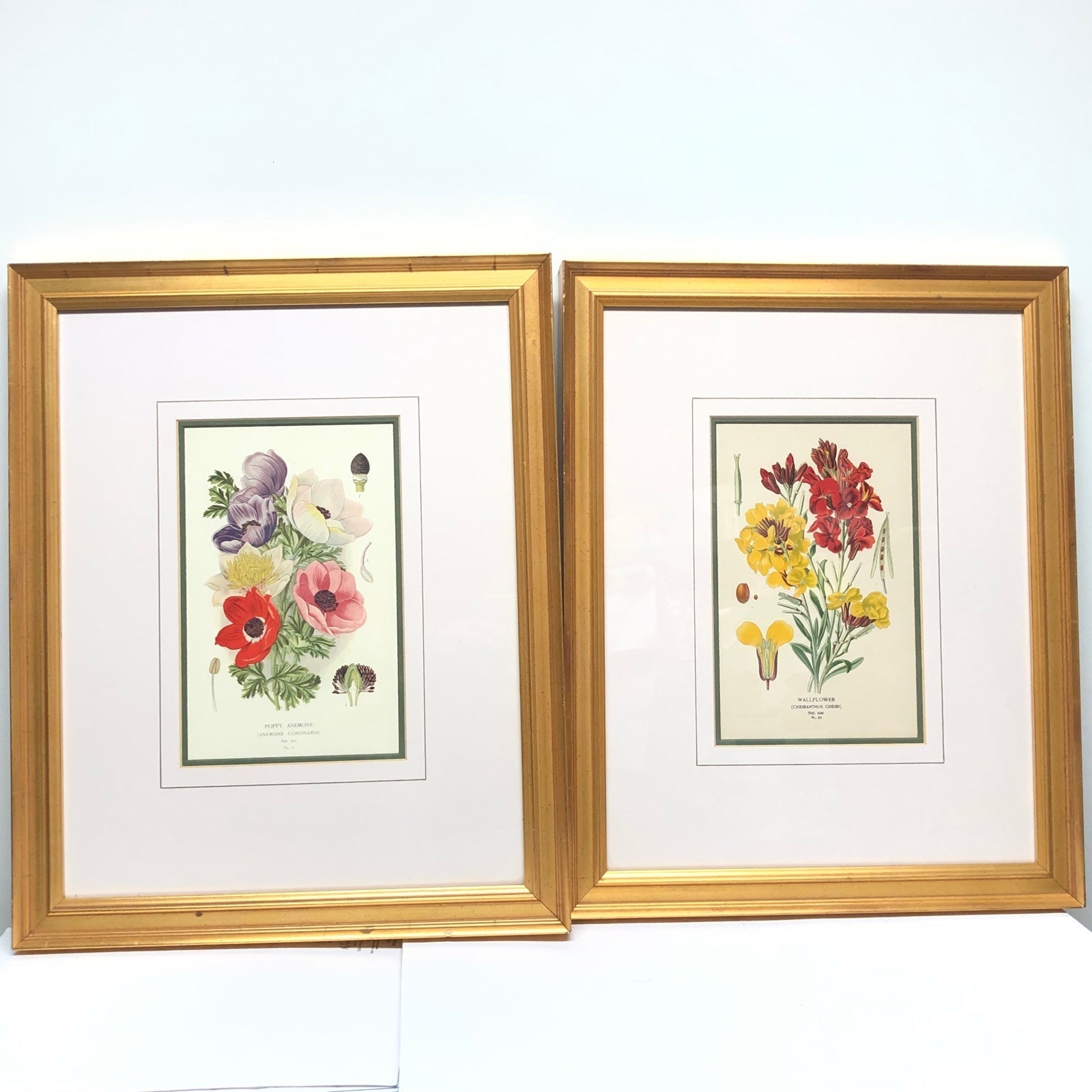 Exquisite 1897 Wall Flower and Poppy Anemone Botanical Chromolithographic prints
