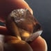 Good Fortune: Imperial Topaz Crystal Healing Specimen Chakra 10.9 Grams .8x.75”