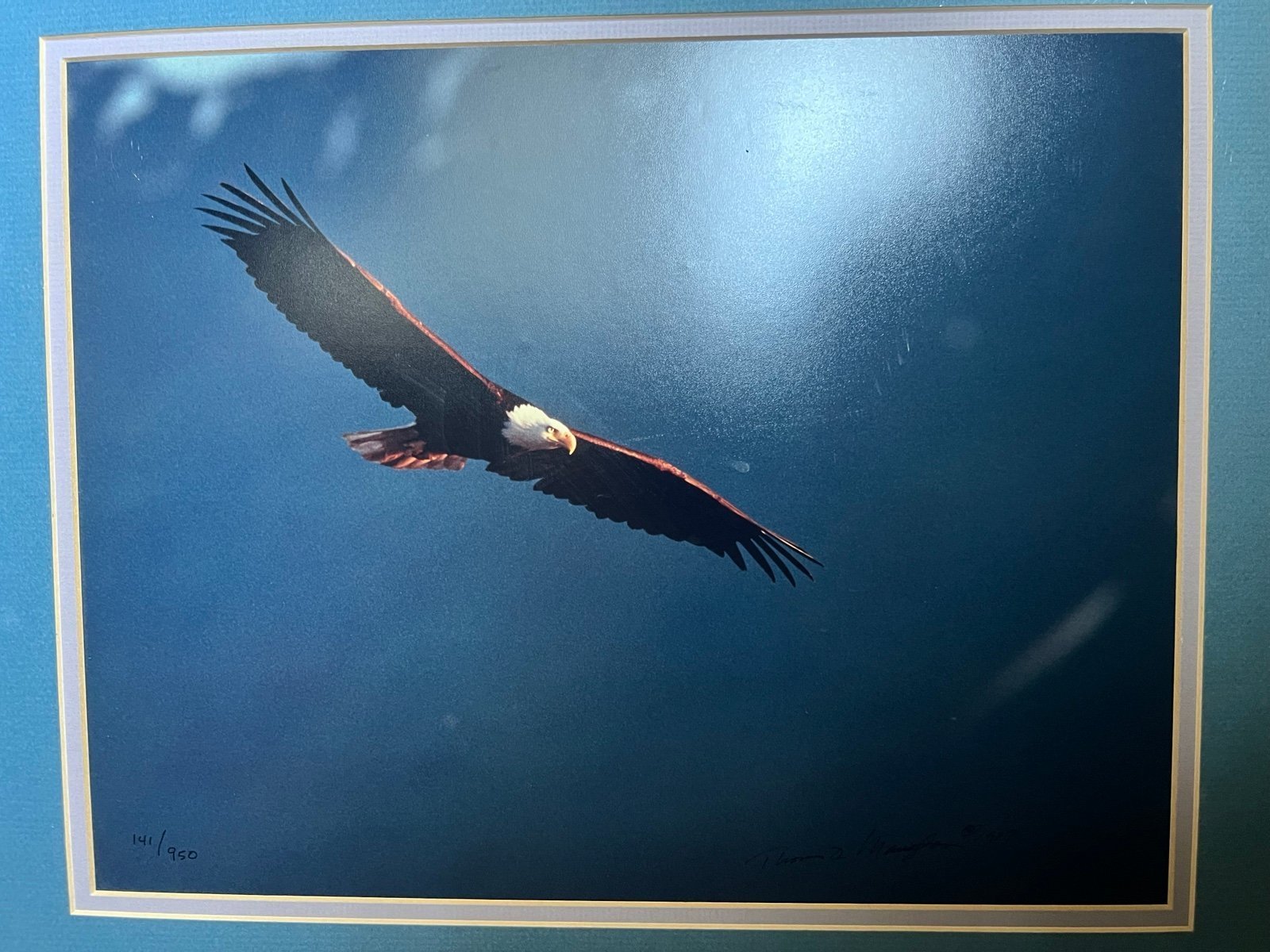 Thomas D Mangelsen 1987 Eagle photo #141