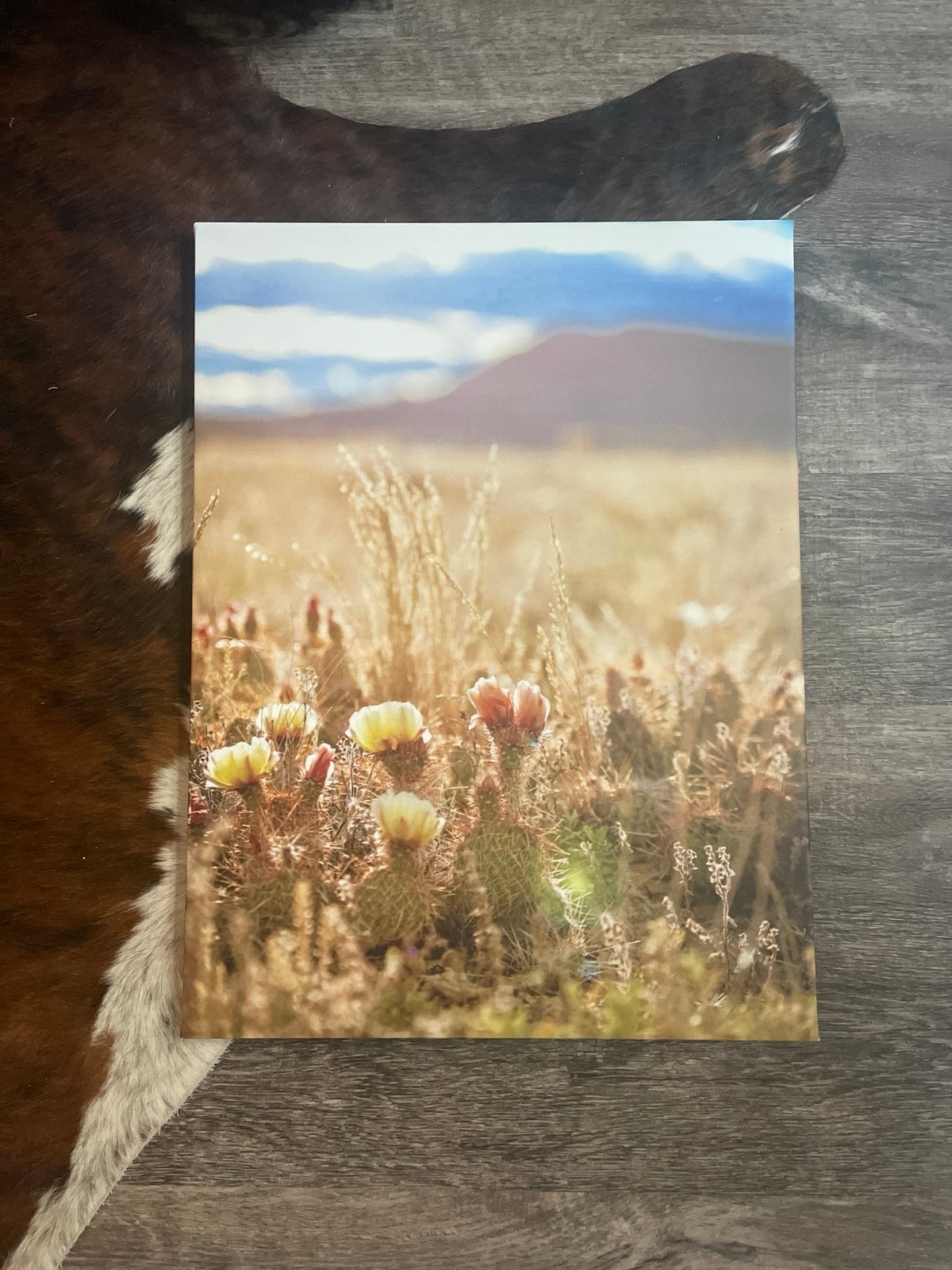 24x18 canvas wrap cacti