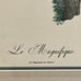 Le Magnifique, Barraband Pinx, De l'Imprimerie de Rousset, Loree Sculp