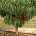 2 sunglow nectarine trees 2ft tall now live trees
