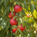 2 sunglow nectarine trees 2ft tall now live trees