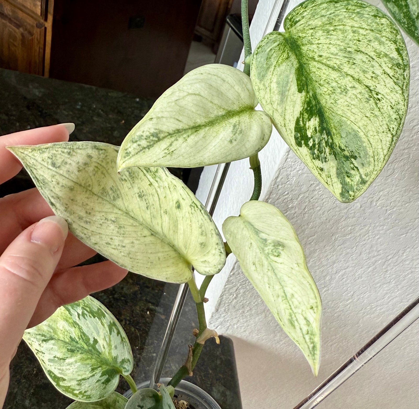 Scindapsus Hologram