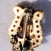 Alpha Chi Omega Lyre Pin