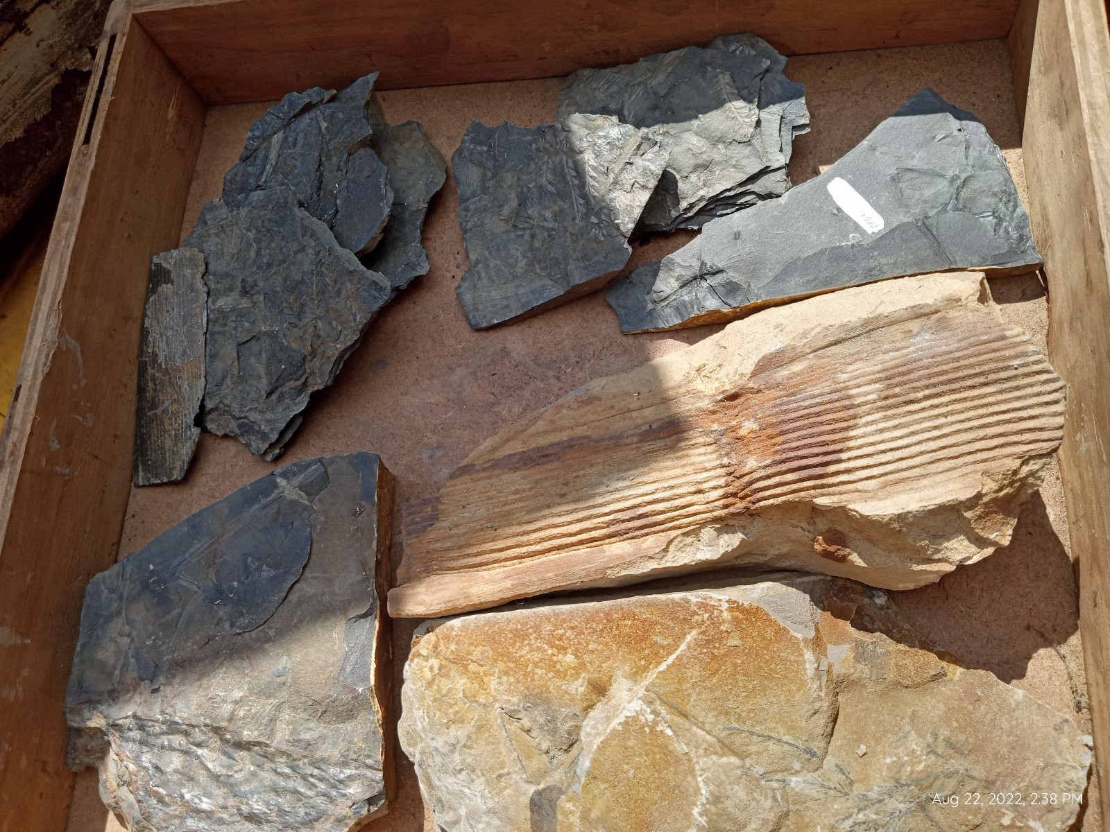 plant and fish fossils.