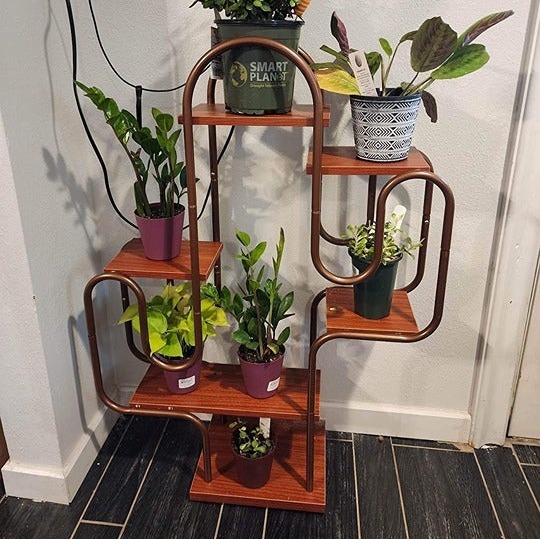 Cactus Plant Stand Indoor, Metal Plant Shelf For Indoor Plants Multiple