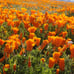 California Poppy Seeds - 1 pounds - **FREE SHIPPING**