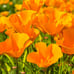 California Poppy Seeds - 1 pounds - **FREE SHIPPING**