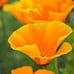 California Poppy Seeds - 1 pounds - **FREE SHIPPING**