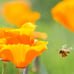 California Poppy Seeds - 1 pounds - **FREE SHIPPING**