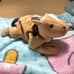 1995 5th Generation “Derby” Original Beanie Baby