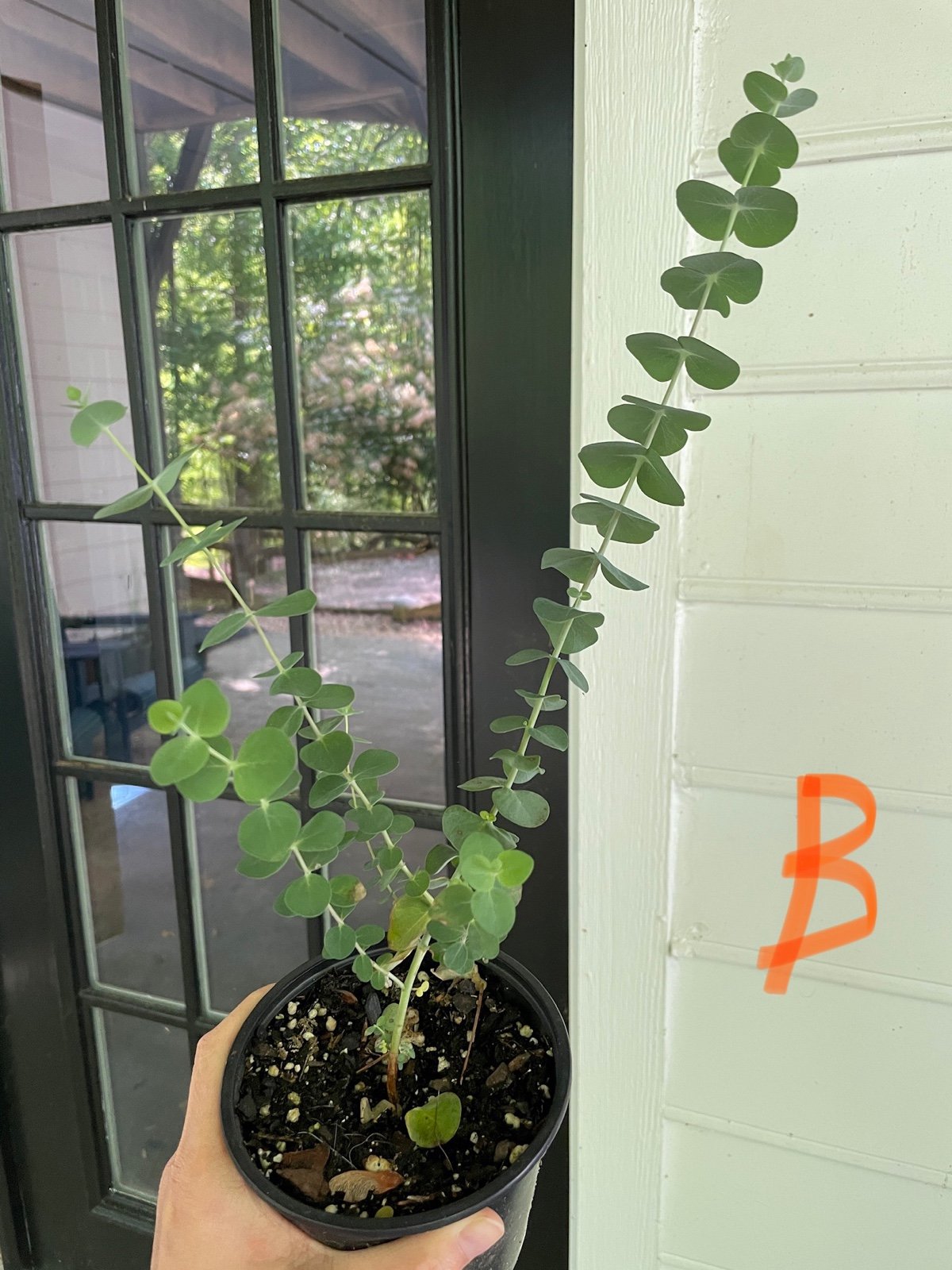 Eucalyptus tree baby blue live plant - B