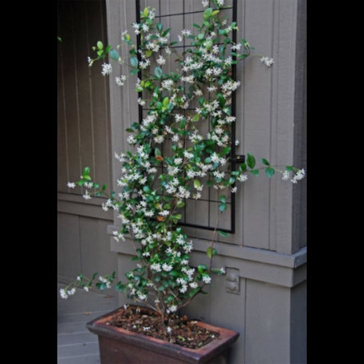 Confederate Jasmine Live Plant, 10 Pot, Very Fragrant Vine!