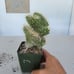 Echinocereus enneacanthus