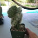 Echinocereus enneacanthus