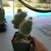 Echinocereus enneacanthus