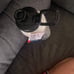 32 oz Fila steel water bottle wolf