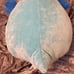 Squishmallows Clutch The Axolotl 12 Plush